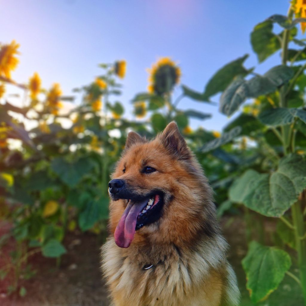 Les Eurasier de l'affixe des Cerberes de Gaïa