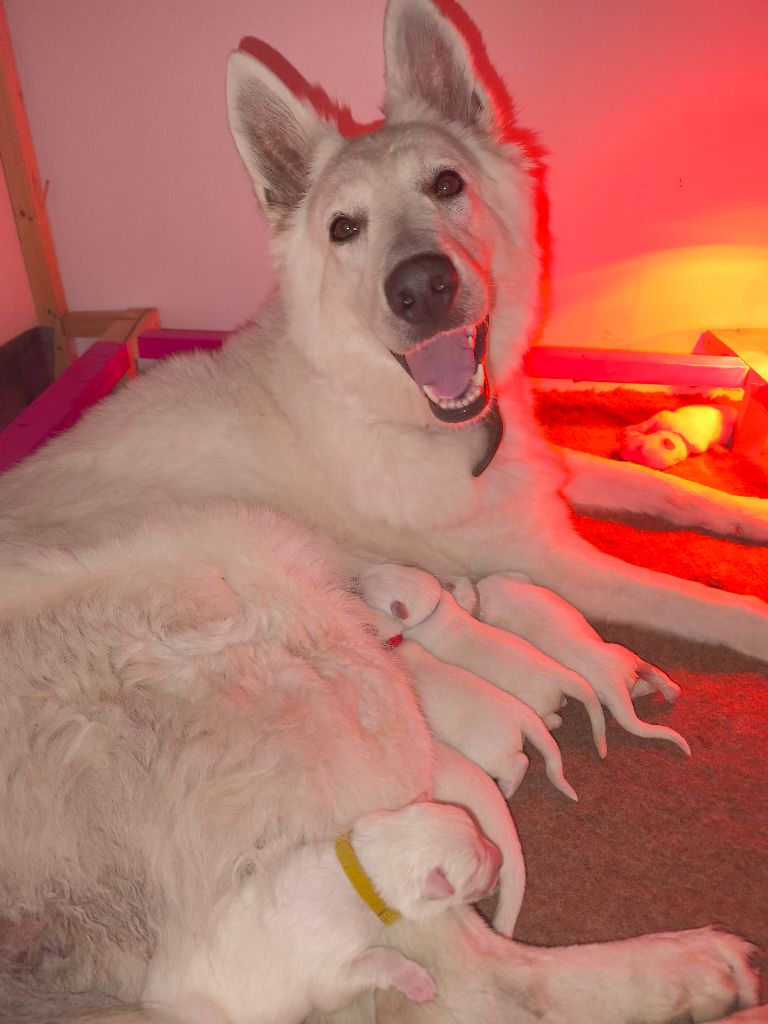 Les Berger Blanc Suisse de l'affixe des Cerberes de Gaïa