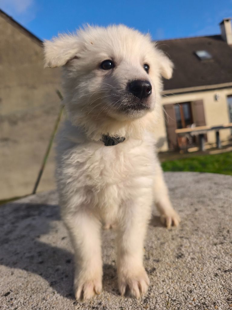 des Cerberes de Gaïa - Chiot disponible  - Berger Blanc Suisse