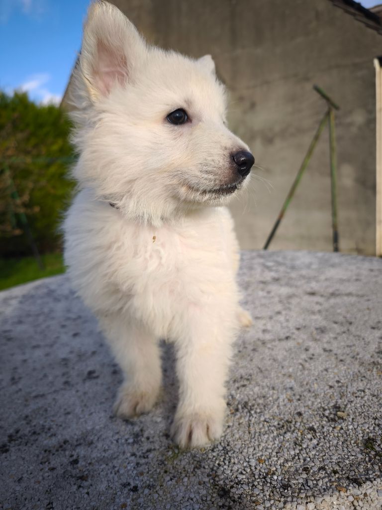 des Cerberes de Gaïa - Chiot disponible  - Berger Blanc Suisse