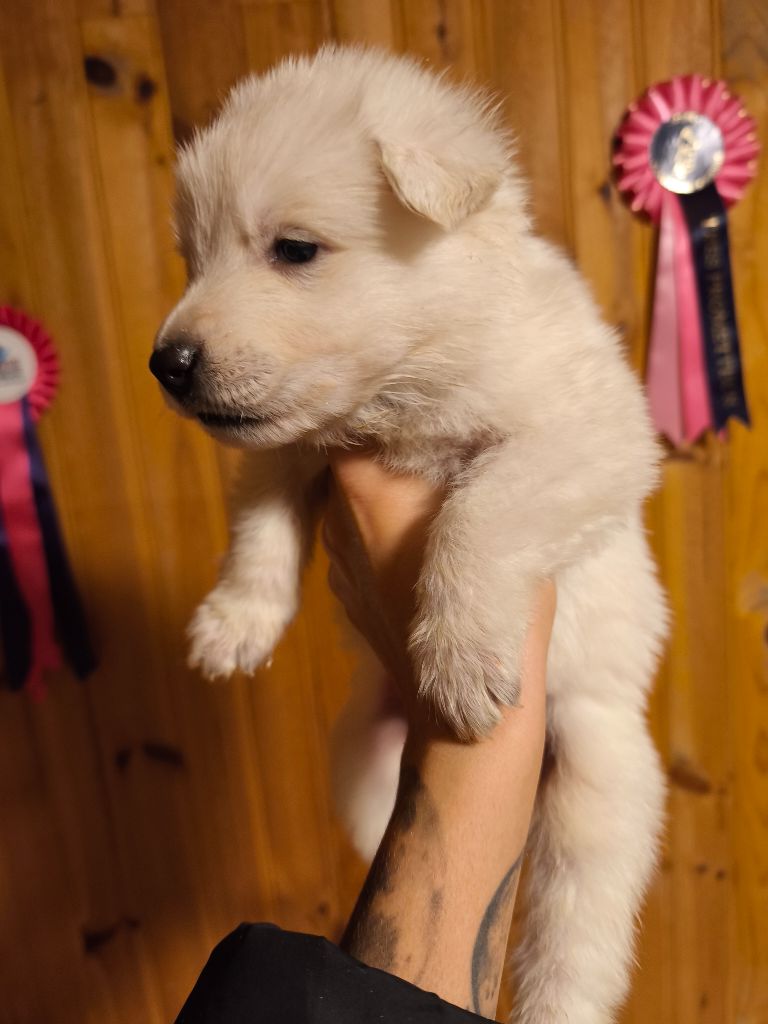 des Cerberes de Gaïa - Chiot disponible  - Berger Blanc Suisse