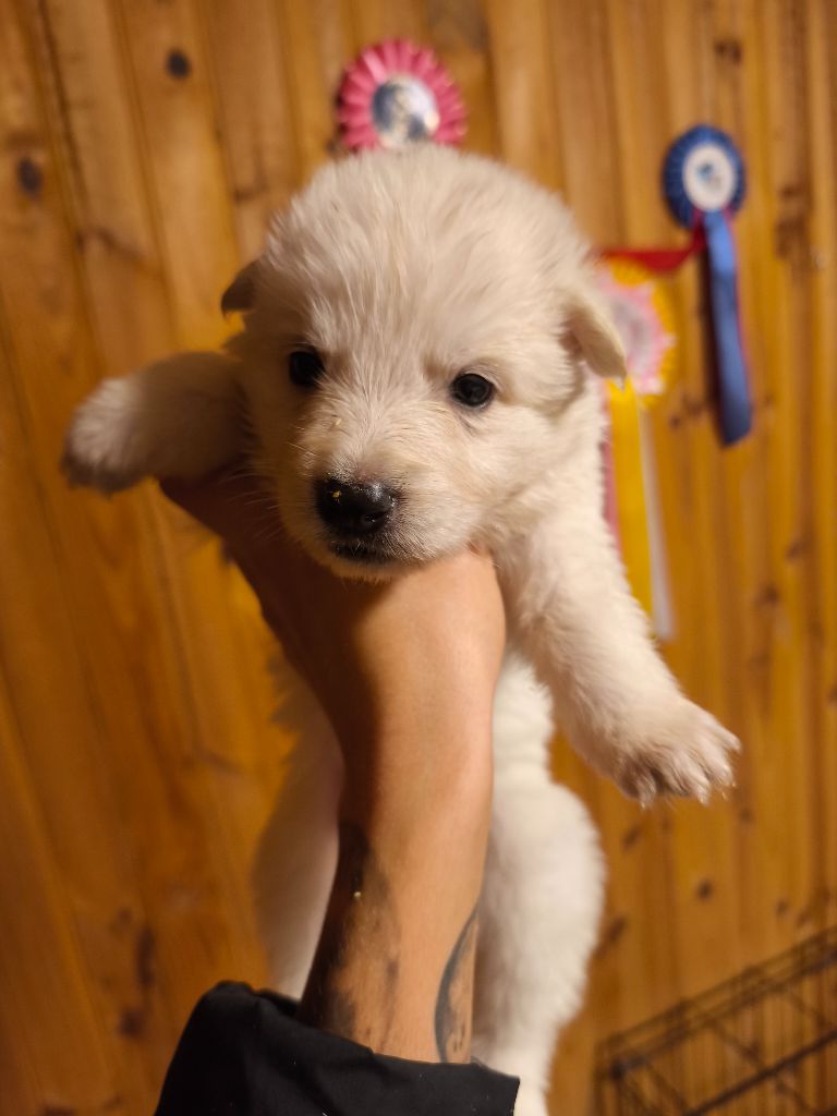 des Cerberes de Gaïa - Chiot disponible  - Berger Blanc Suisse