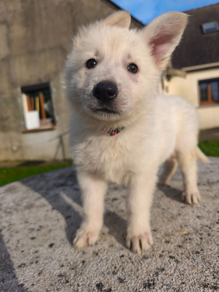 des Cerberes de Gaïa - Chiot disponible  - Berger Blanc Suisse