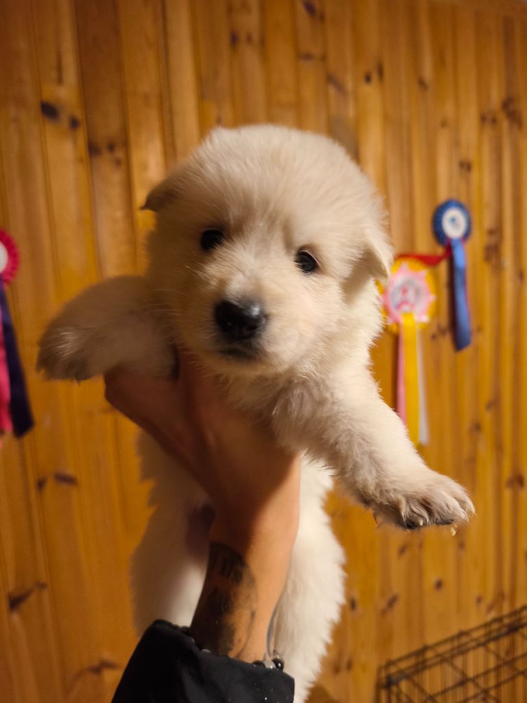 des Cerberes de Gaïa - Chiot disponible  - Berger Blanc Suisse