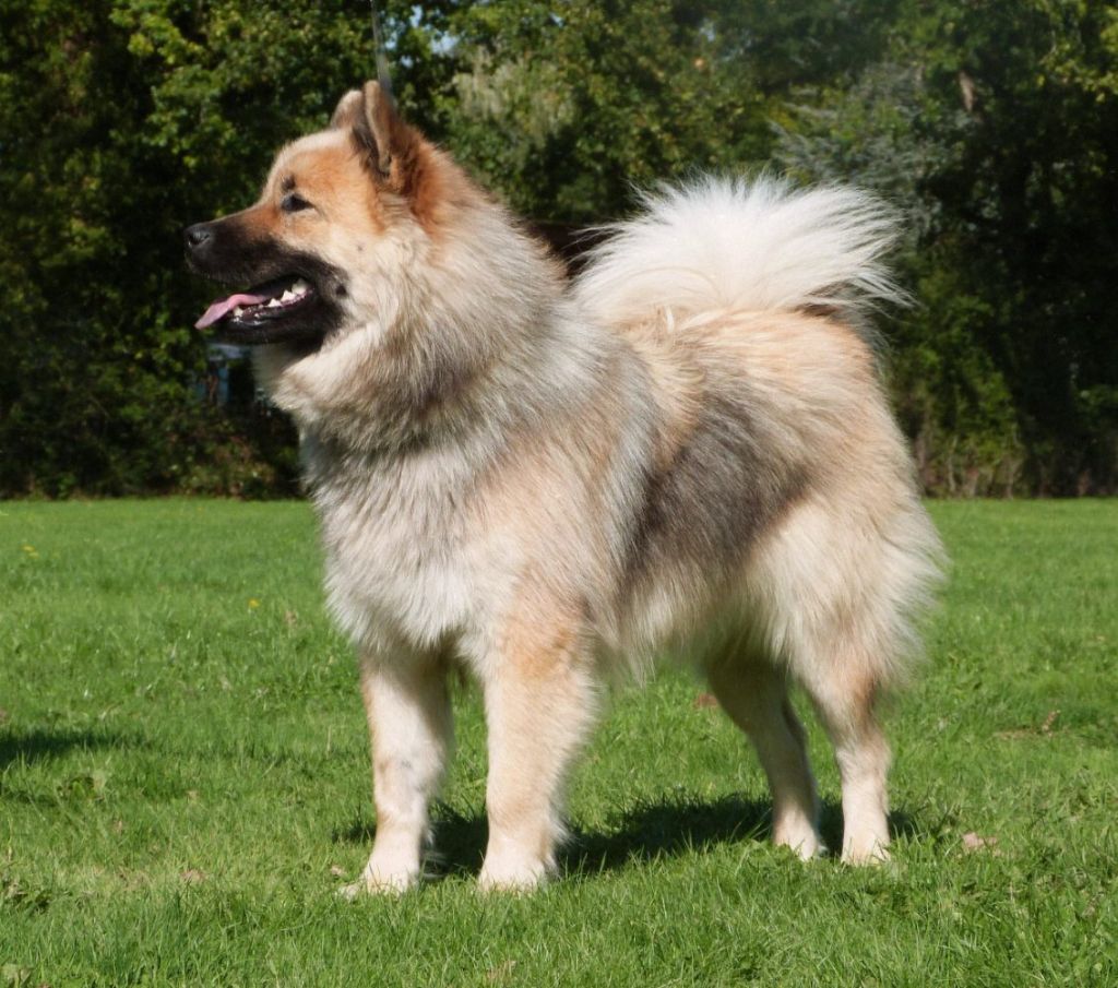 Venus des Cerberes de Gaïa