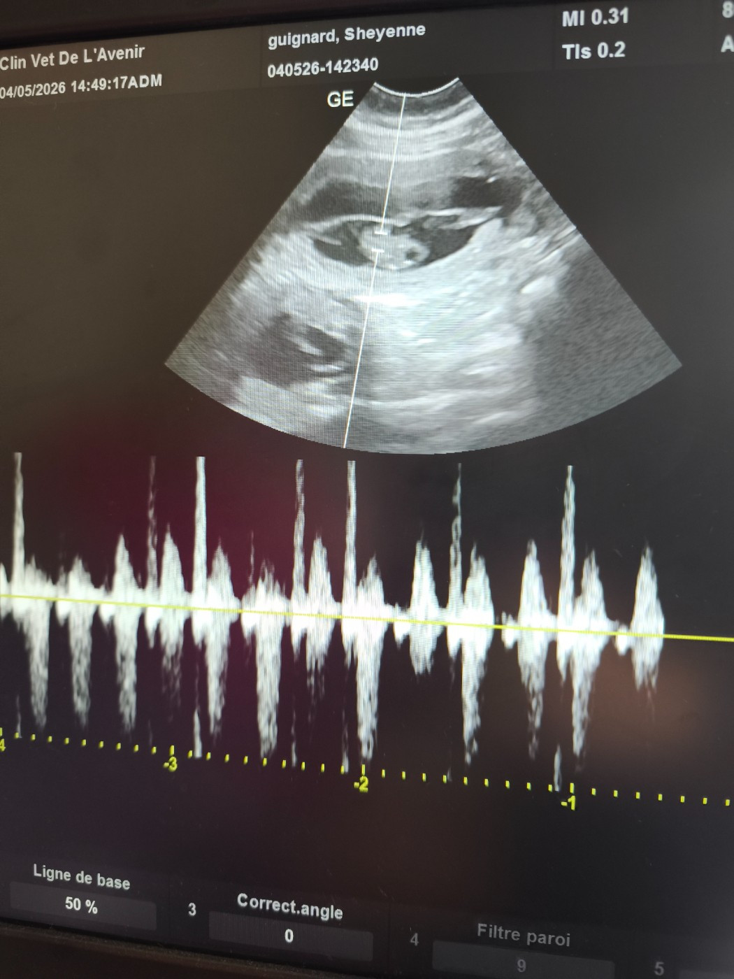 Gestation confirmée