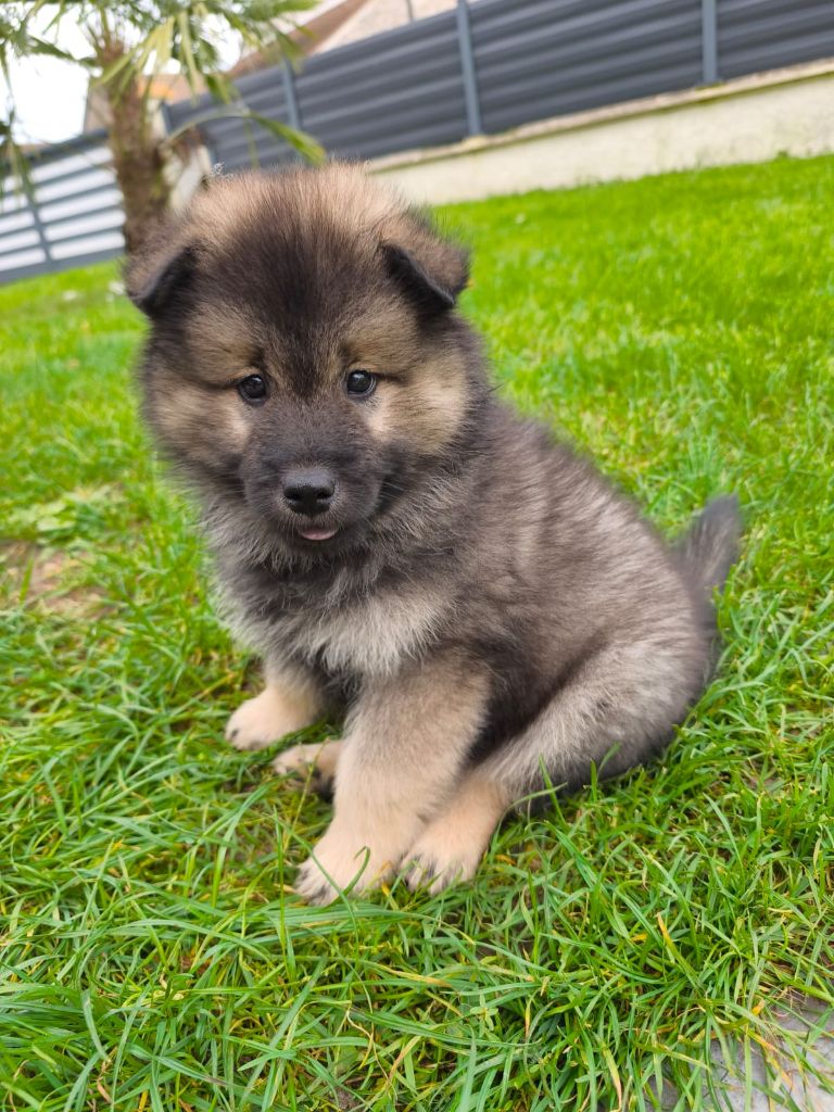 des Cerberes de Gaïa - Eurasier - Portée née le 13/08/2024